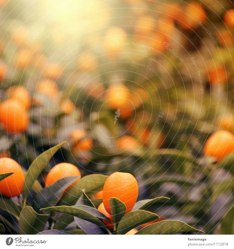 orange Nature Sun Summer Plant Tree Exotic Warmth Warm light Orange Orange tree Shallow depth of field Dark green Green Illuminate Fruity Juice Delicious