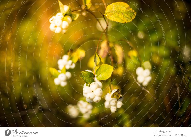 snowberry Nature Plant Autumn Bushes Foliage plant Wild plant Forest Green White Spring fever Warm-heartedness Emotions Transience To go for a walk Snowberry