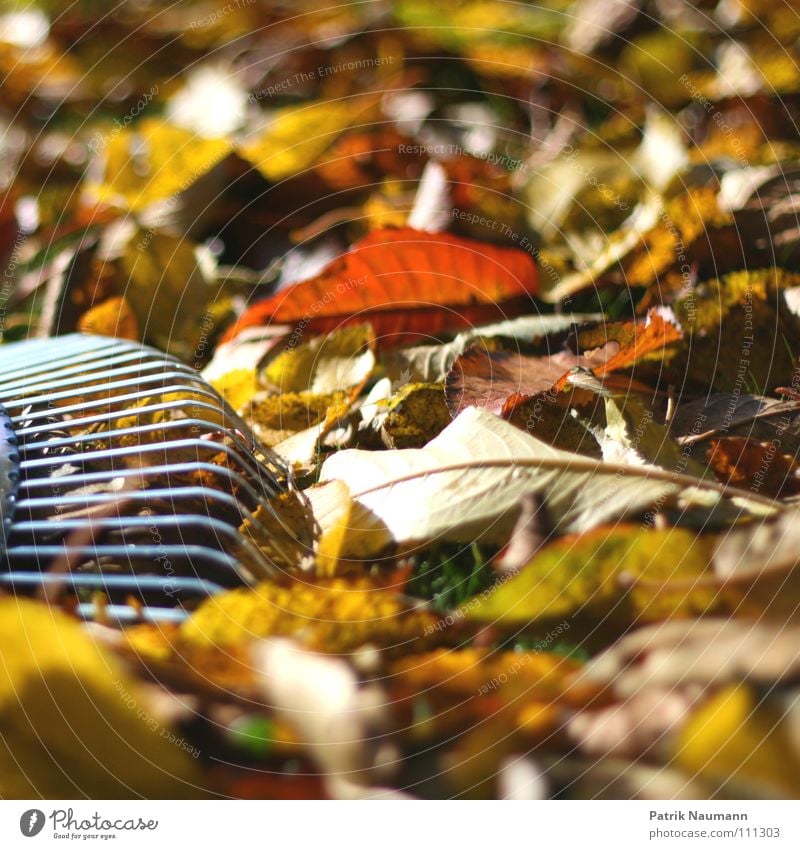 typical autumn work... Autumn Leaf Tree Rake Work and employment Multicoloured Physics Loneliness Wood Wood flour Autumnal foliage wet leaves Warmth Windfall