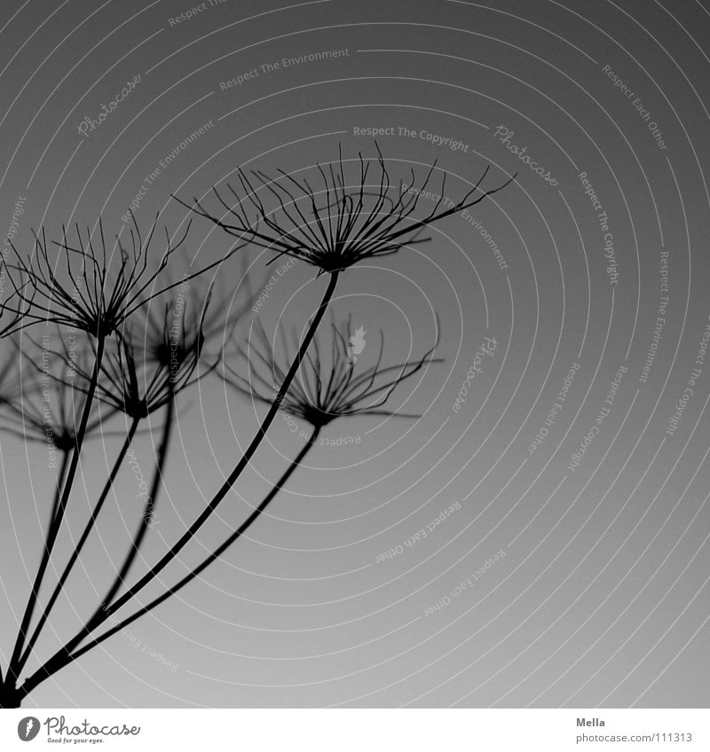 Panicle 1 Blossom Evening Dry Black Gray Plant Grass Silhouette Autumn Winter Stick out Dried flower Back-light Black & white photo risp Faded Death sign off