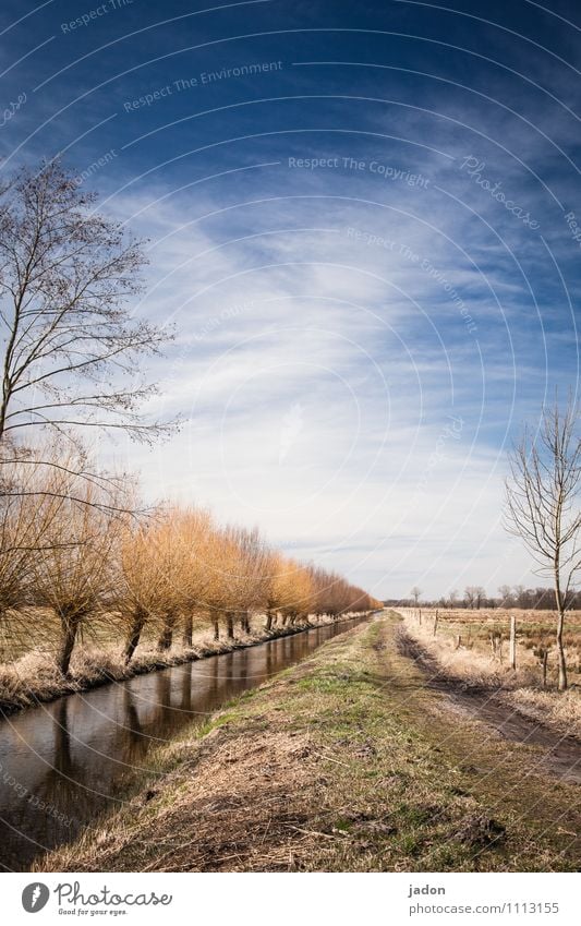 Companion. Avenue Lanes & trails Hiking trails Tree Sky Landscape Dig Water ditch Colour photo Deserted empty Exterior shot Clouds Environment Copy Space top