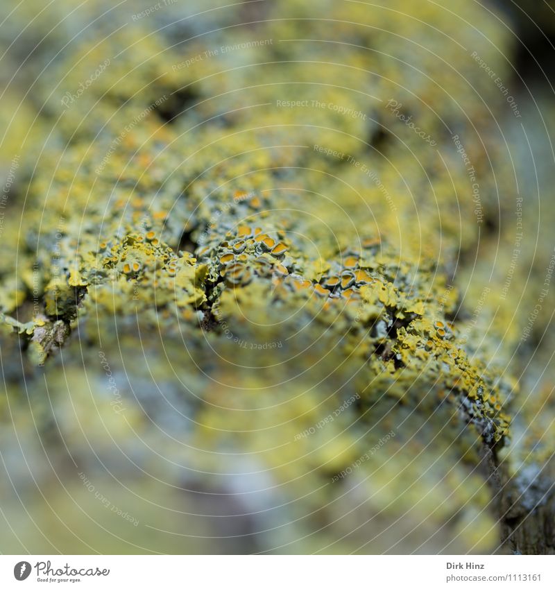 Bizarre lichen world - Xanthoria parietina Environment Nature Plant Wild plant Field Forest Bog Marsh Growth Blue Yellow Green Orange Whimsical