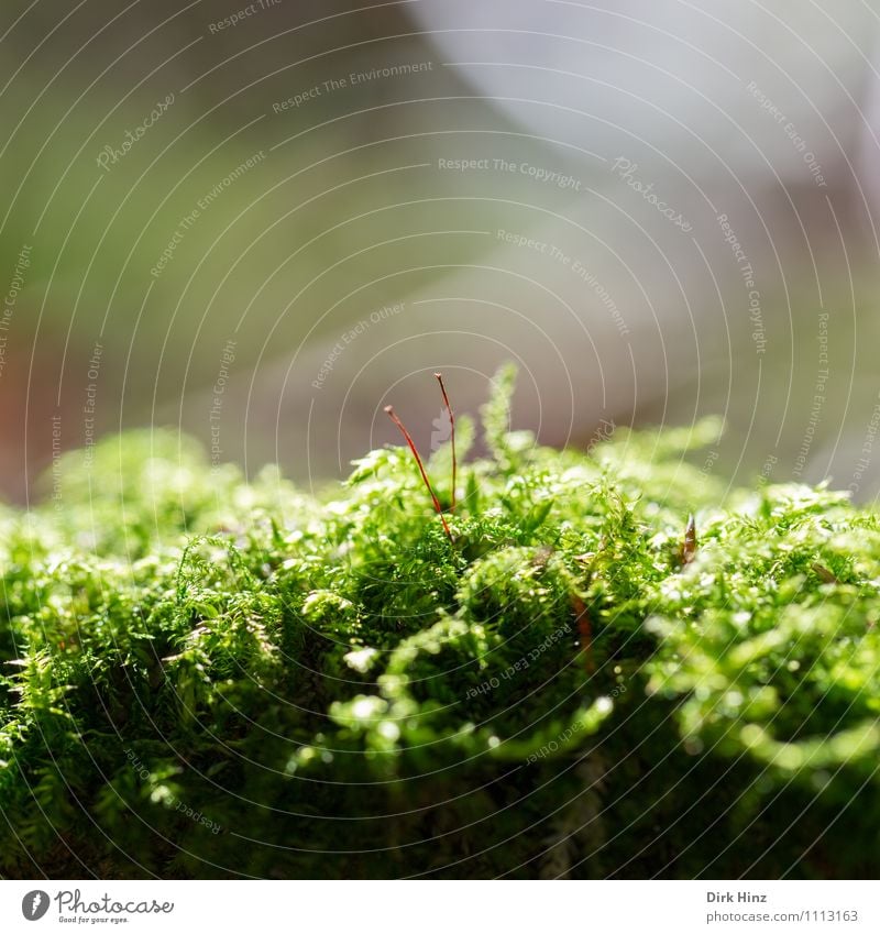 Moss bed I Nature Landscape Plant Leaf Wild plant Garden Park Forest Virgin forest Green Carpet of moss Fine Delicate Soft Blur Sunbeam Growth Untouched Natural