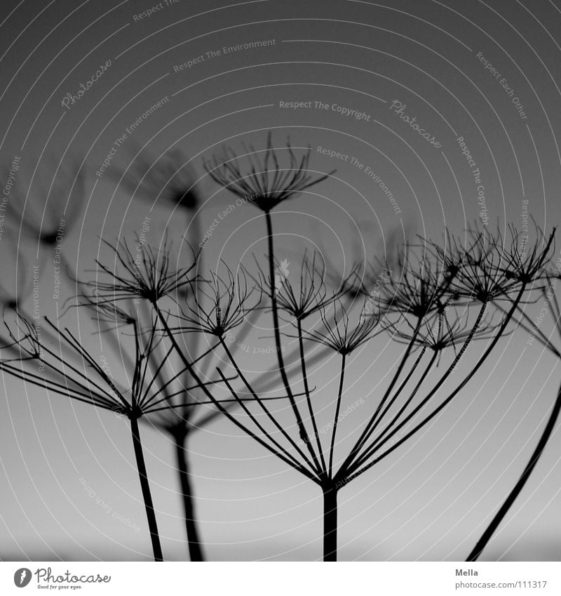 Panicle 2 Blossom Dry Black Gray Silhouette Back-light Stick out Evening Autumn Winter Black & white photo risp Faded Dried Death Contrast protruding jutting