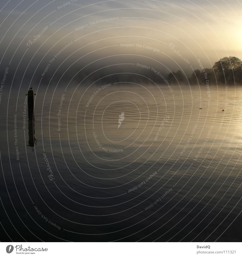 Sleep in the eyes Body of water Lake Pond Interior lake Fog Morning fog Gray Bad weather Dark Dew Washhouse Surface of water Reflection Column Seagull Bird