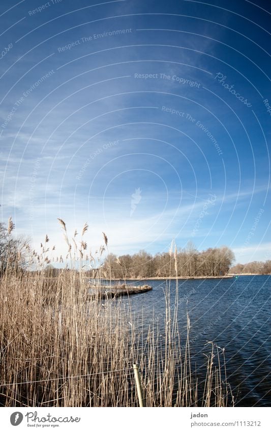 lake view. Beach Island Environment Nature Landscape Plant Water Sky Clouds Horizon Grass Lakeside River bank Maritime Blue Calm Loneliness Idyll Perspective