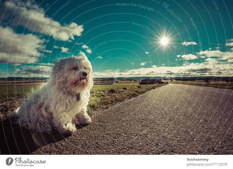 At the roadside Sun Nature Animal Clouds Street Pelt Long-haired Pet Dog 1 Small Blue Green White bichon Watchdog Havanese sunshine Mammal Sky Seat Colour photo