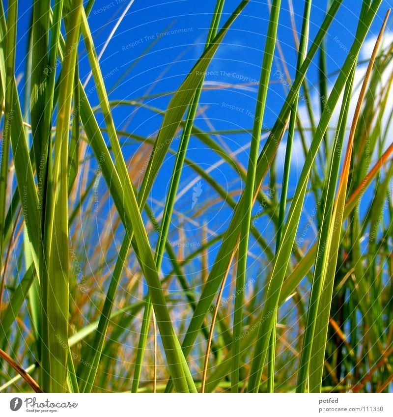 Lake Michigan Reed Americas Vacation & Travel Common Reed Green Beach Calm Relaxation Dream Hissing Sleep Summer Clouds Coast Earth Sand USA Sky Blue