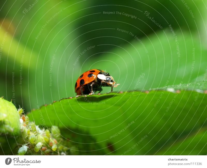 Mop up after sweets Ladybird Red Green Greenfly Macro (Extreme close-up) Isopod Close-up Nature Beetle