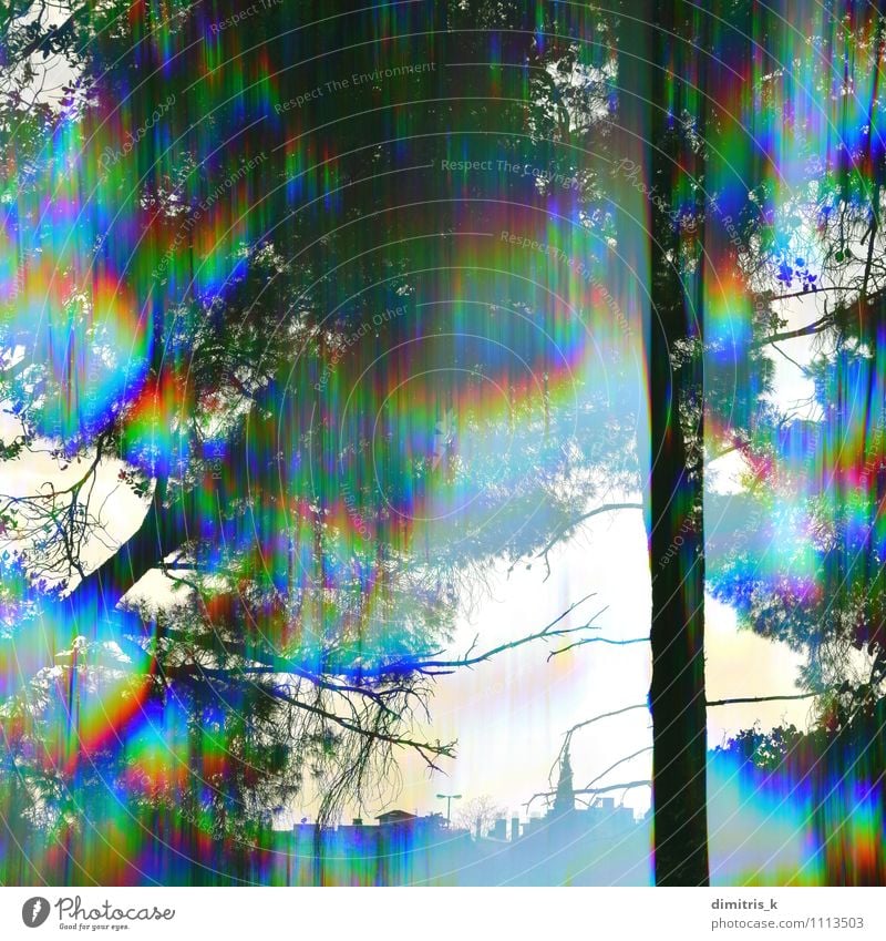 prism trees landscape Nature Landscape Plant Tree Leaf Park Forest Town Building Movement Dream Bright Colour Prism light shine Ray branches trunk blur