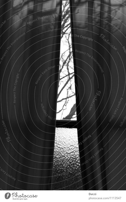 View through curtain Flat (apartment) Room Window Dark Gloomy Moody Dream Longing Loneliness Drape Tree Branch View from a window Curtain Cloth Old building