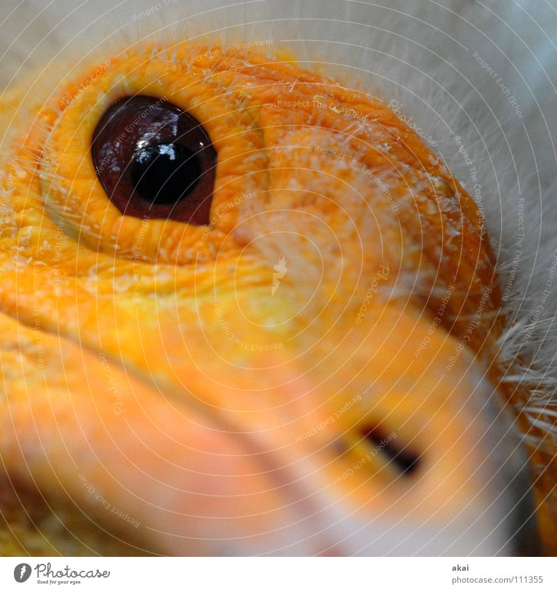 Egyptian Vulture Scavenger Animal Bird Feather Tails Molt Macro (Extreme close-up) Close-up Aviation Neophron percnopterus Desert Sahara squabs accipitridae