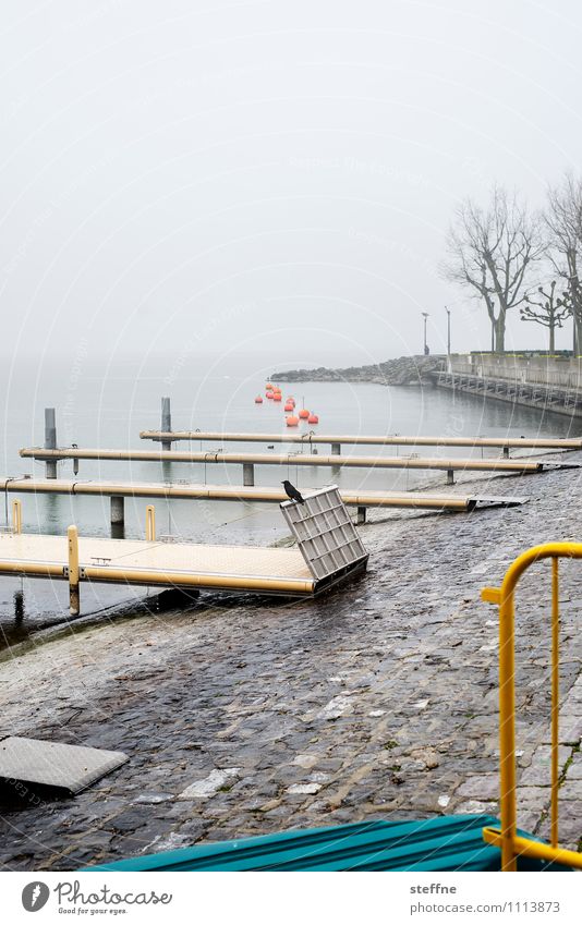 jetties Spring Autumn Bad weather Rain Tree Navigation Boating trip Harbour Gloomy Raven birds Lake Geneva Lausanne Footbridge Lakeside Jetty Colour photo