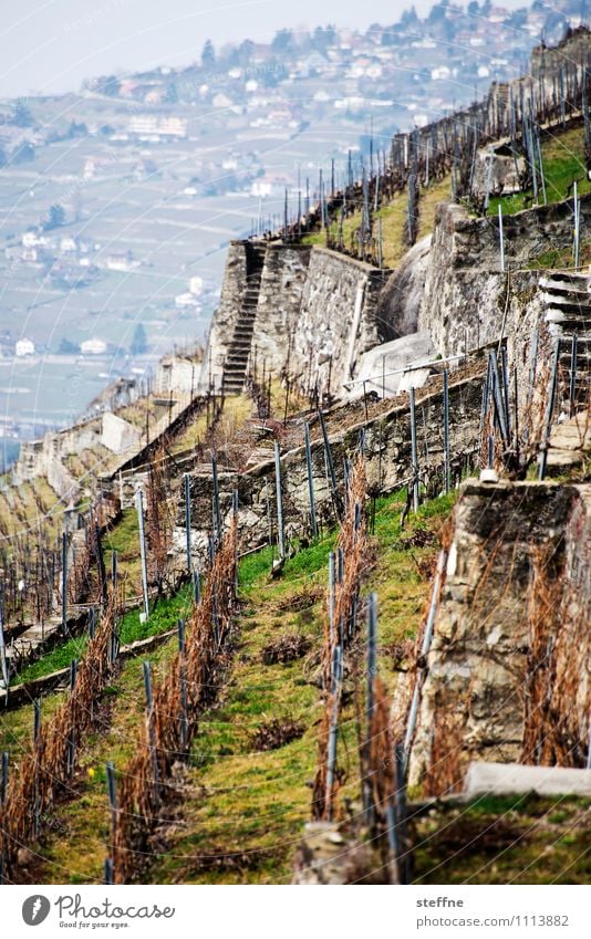 Alpine Vineyards Spring Plant Mountain Wine Lausanne Switzerland Slope Grape harvest Agriculture Steep Colour photo Exterior shot Day