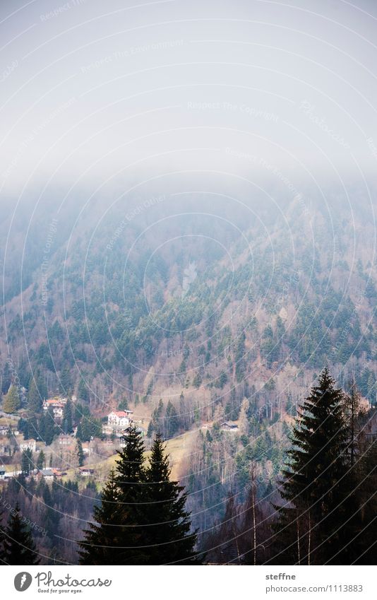 erased Spring Winter Fog Tree Mountain Alps montreux Switzerland Gloomy Haze Valley Colour photo Subdued colour Copy Space top Bird's-eye view Panorama (View)