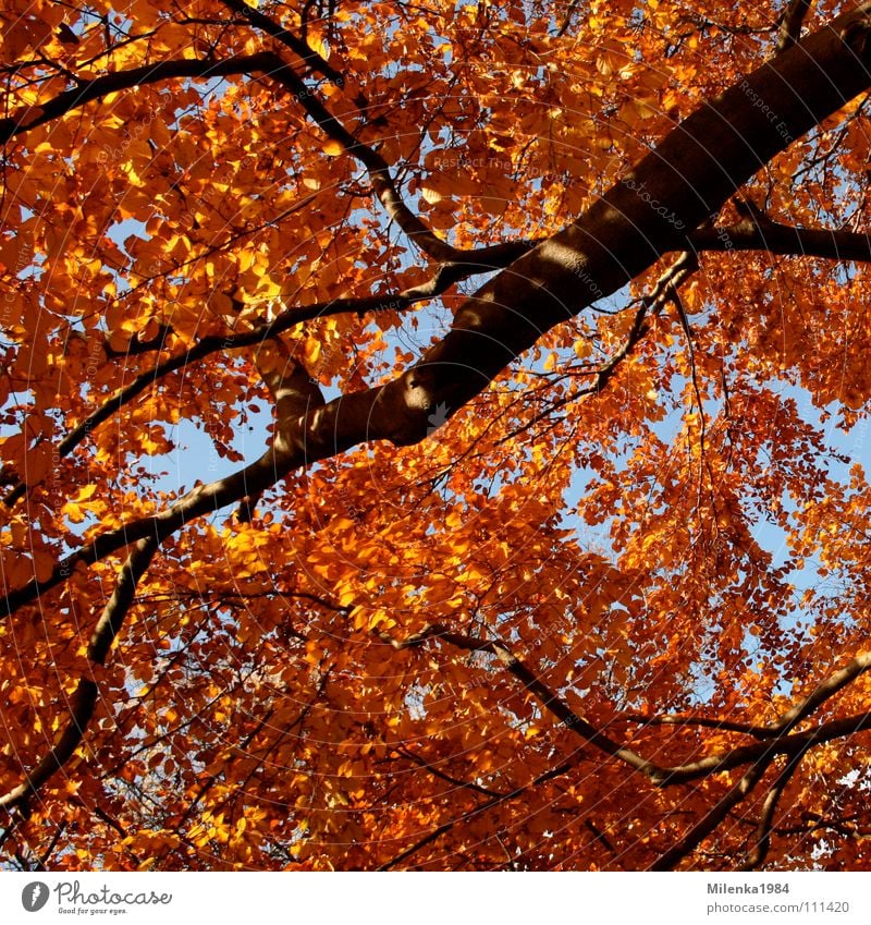 autumn colours Autumn October November Tree Forest Park Leaf Red Yellow Exterior shot Branch To go for a walk