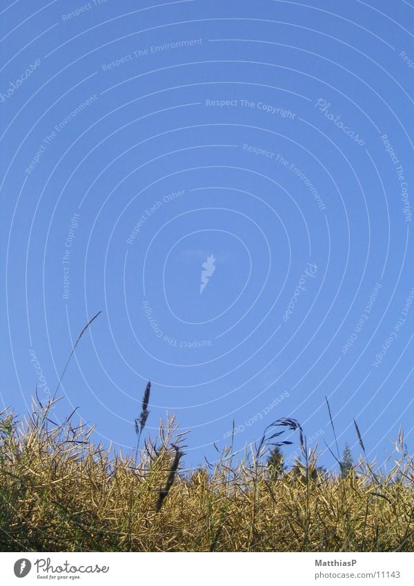 cornfield Field Wheat Rye Farm Agriculture Grain