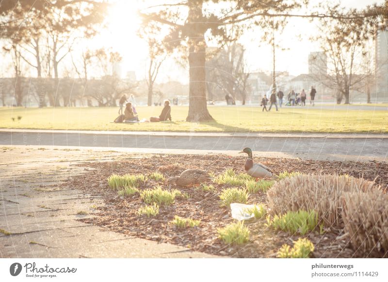 Couples- everywhere Happy Relaxation Partner Nature Plant Sun Sunlight Beautiful weather Park Wild animal Pair of animals Eating Happiness