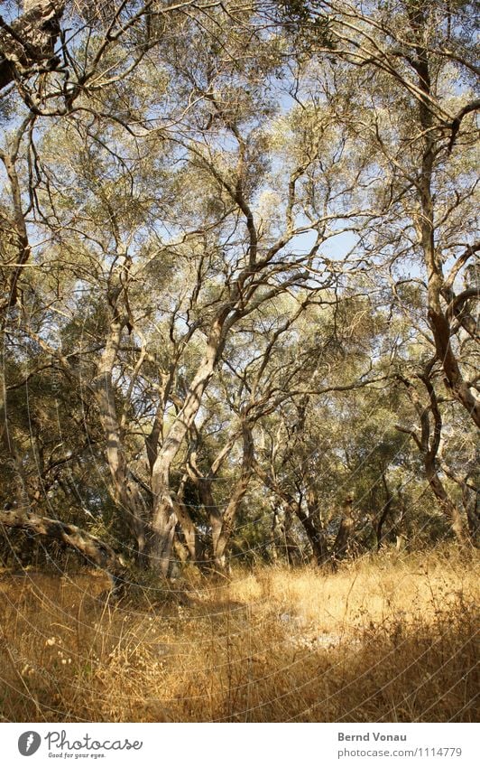 Greek wealth Environment Nature Landscape Plant Cloudless sky Sun Summer Tree Grass Forest Corfu Greece Europe Authentic Bright Beautiful Warmth Wild Emotions