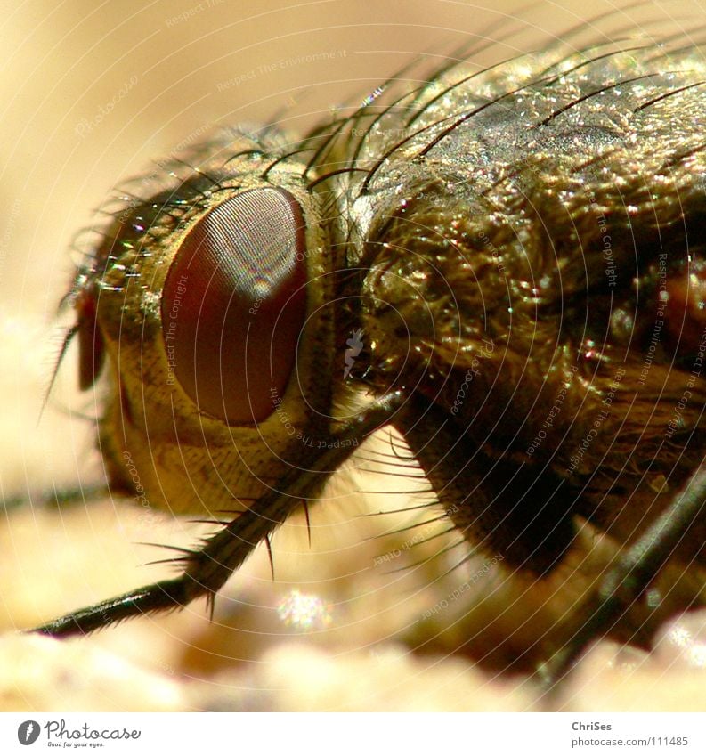 Recently on the house wall 02 (hoverfly) Hover fly Insect Dipterous Wall (building) Cute Pests Animal Compound eye Feeler Metal Brown Frontal Northern Forest