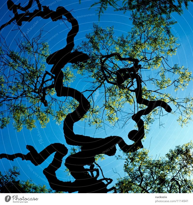 stsiluette Nature Plant Tree Park Forest Exceptional Moody Branch Blue sky Botany garden wood Native tree Sky Deciduous tree deciduous wood hardwood