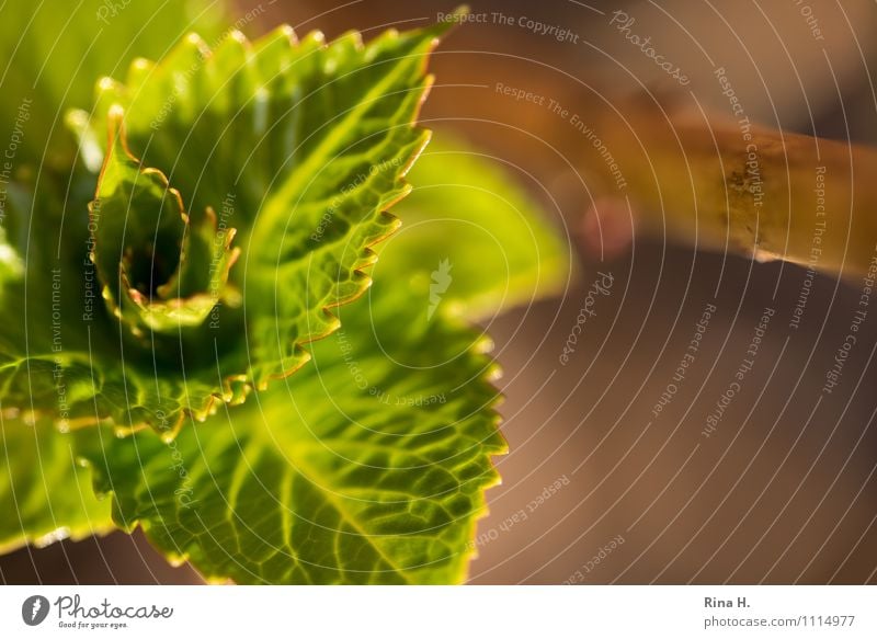 awake Spring Beautiful weather Leaf Illuminate Joie de vivre (Vitality) Spring fever Beginning Hydrangea leaf Wake up serrated Twig Colour photo Exterior shot