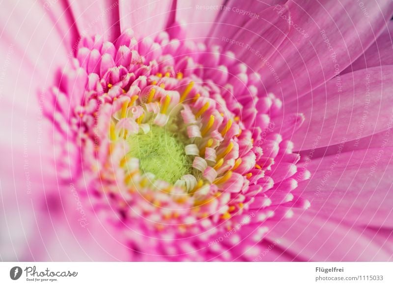 curled Plant Growth Blossom Leaf Pink Easter Life Dynamics Colour photo Exterior shot Macro (Extreme close-up) Shallow depth of field