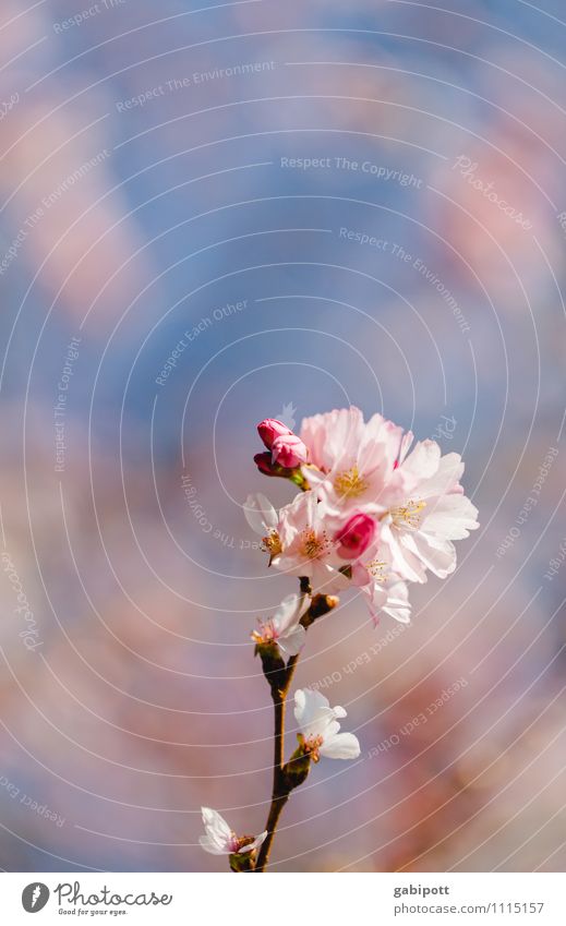 Ornamental cherry spring picture Nature Landscape Sky Cloudless sky Sun Sunlight Summer Beautiful weather Plant Tree Blossom Wild plant Exotic Cherry blossom