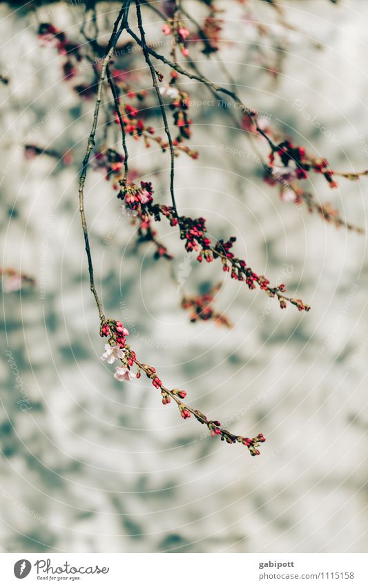 wall decoration Plant Sunlight Spring Beautiful weather Bushes Blossom Blossoming Friendliness Happiness Fresh Pink Emotions Moody Joy Happy