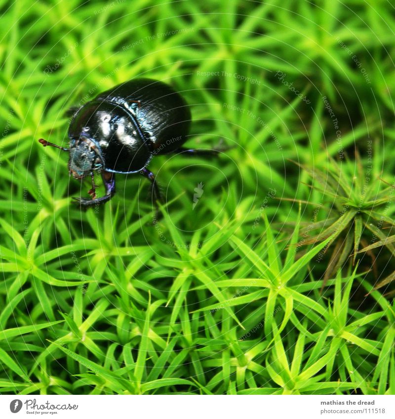 ... Karl The Bug ... Small Black Green Ground cover plant Crawl Egypt Insect Beetle Living thing Macro (Extreme close-up) Close-up the big crawl legs legs