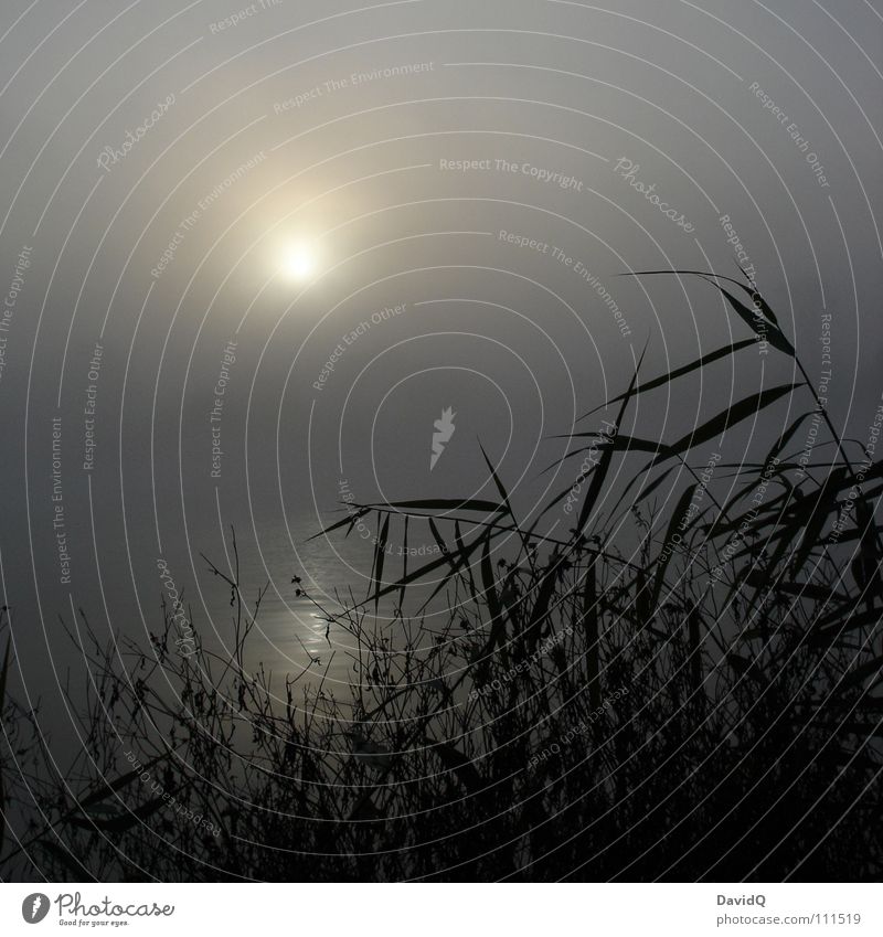 dawn Body of water Lake Pond Interior lake Fog Morning fog Gray Bad weather Dark Dew Washhouse Surface of water Reflection Common Reed Calm Relaxation