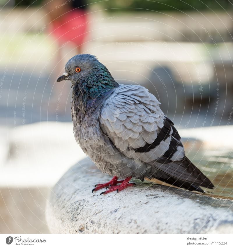 BirdPerspective Garden Park Wall (barrier) Wall (building) Well well edge Animal Pigeon Wing Feather Eyes 1 Swimming & Bathing Looking Aggression Dirty Wild