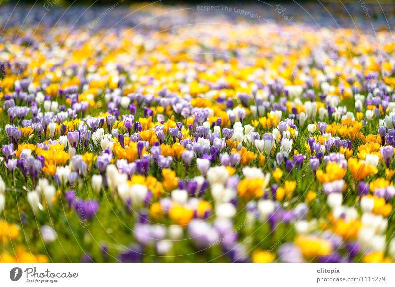 spring Plant Spring Blossom Crocus Park Yellow Violet City park Fürth Blossoming Colour photo Exterior shot Copy Space top Day Blur Shallow depth of field