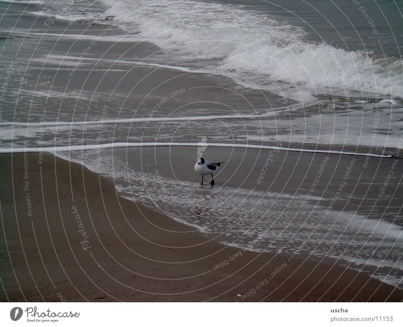 sea1 Ocean Seagull Beach Sand