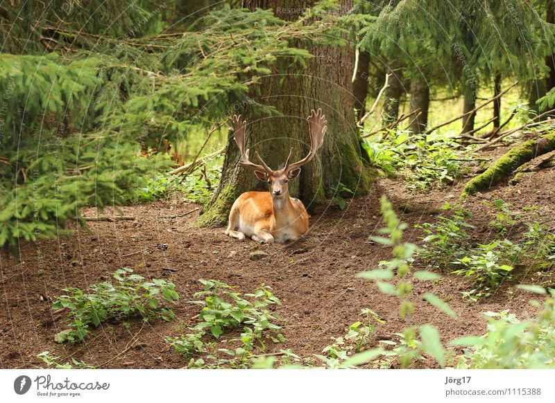 stag Animal Wild animal 1 Lie Muscular Natural Strong Brown Contentment Power Calm Comfortable Elegant Idyll Nature Red deer Deer in the forest Colour photo