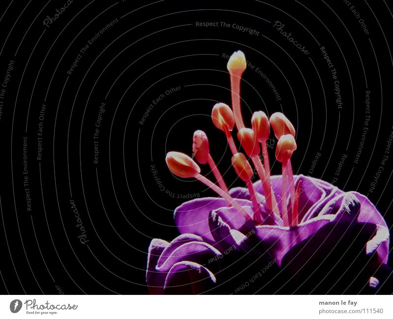 Ballerinas of the night II Fuchsia Red Black White Plant Blossom Whimsical Life Pistil Stamen Exceptional Houseplant Night Dust Near Macro (Extreme close-up)