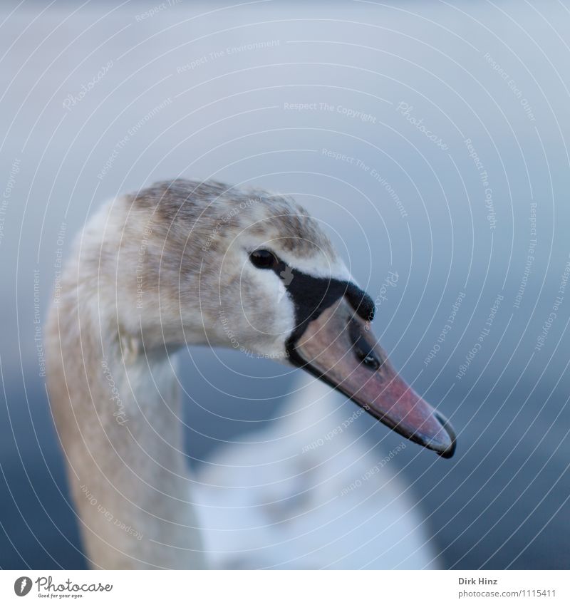 My dear swan IX Animal Wild animal Swan Animal face 1 Baby animal Blue Brown Gray Pink White Bird Curiosity Soft Aquatic animal Near Trust Respect Animalistic