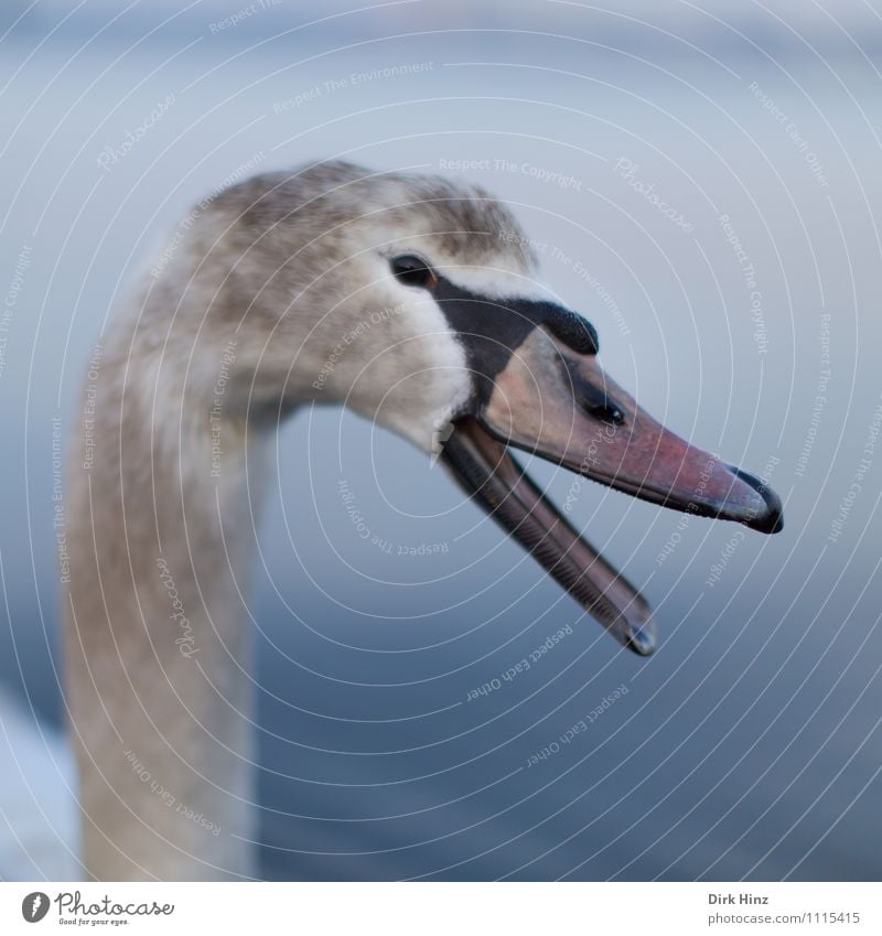 My dear Swan IV Animal Animal face Wing 1 Baby animal Blue Gray White Wild animal Bird Curiosity Soft Aquatic animal Trust Respect Animalistic To talk Quack