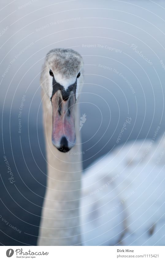 My dear Swan III Animal Wild animal Bird Animal face Wing 1 Baby animal Blue Gray Pink White Curiosity Soft Aquatic animal Near Trust Respect Animalistic