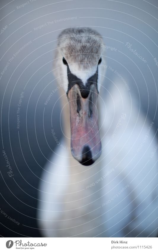 My dear Swan VII Animal Wild animal Animal face Wing 1 Baby animal Blue Brown Gray Pink White Bird Curiosity Soft Aquatic animal Trust Respect Animalistic