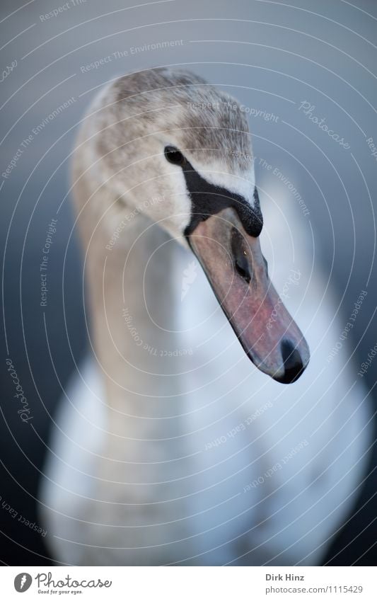 My dear swan VI Animal Wild animal Swan Animal face 1 Gray Pink White Wing Baby animal Curiosity Soft Aquatic animal Near Trust Respect Animalistic