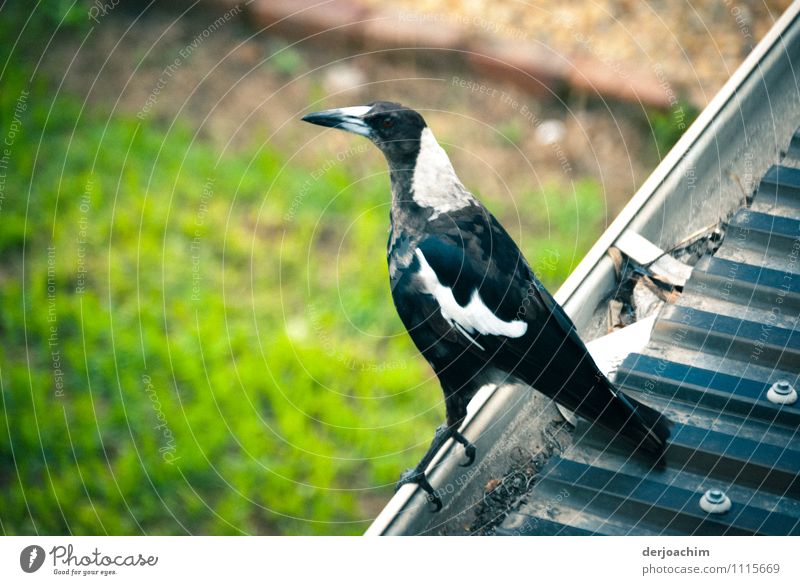 A bird sits on the roof groove just before flying away, a flute bird, known for its attacks on people. It has the ability to imitate voices. Queensland / Australia