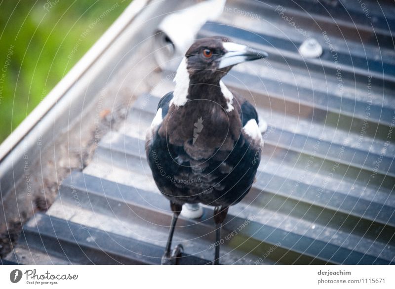 A bird sits on a roof and looks. Flutebird, known for its attacks on humans. It has the ability to imitate voices. Queensland / Australia Joy Life Summer Eaves