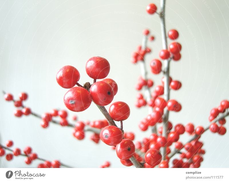 The Red Berries Fruit Style Beautiful Winter Living or residing Flat (apartment) Arrange Interior design Decoration Art Plant Autumn Flower Bushes Sphere Round