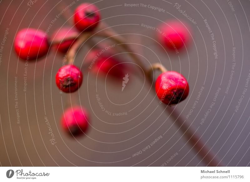 Hawthorn: Fruits Environment Nature Plant Beautiful Natural Round Red Desire Colour photo Exterior shot Close-up Macro (Extreme close-up) Shallow depth of field