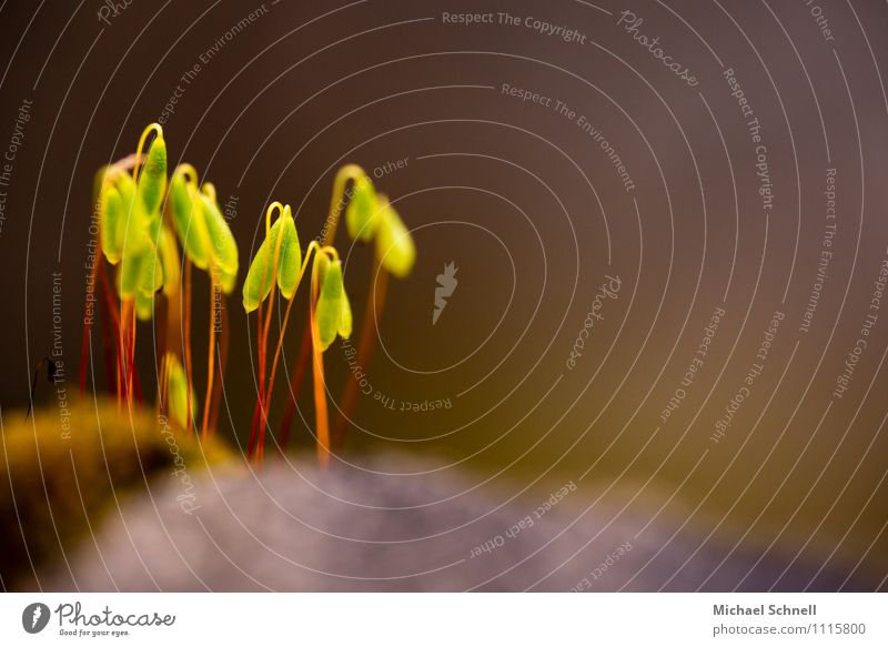 Spore capsules of mosses on a wall Environment Nature Plant Spring Moss Friendliness Fresh Together Small Natural Green Red Happy Spring fever Protection