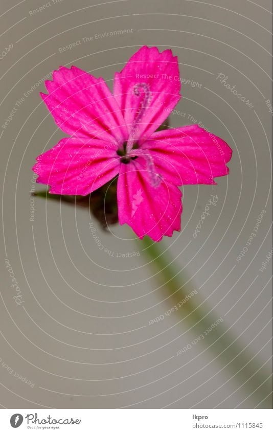 wild violet carnation Nature Flower Forest Brown Green Pink Red lkpro Dianthus caryophyllus Fire weed parviflorum hirstum sylvestris carnation garofano