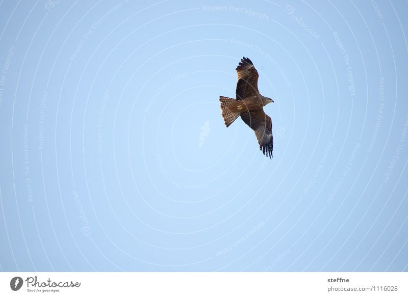 Beastly good: Swiss Buzzard Nature Sky Cloudless sky Beautiful weather Animal Bird Flying Hawk Bird of prey Colour photo Exterior shot Deserted Copy Space left