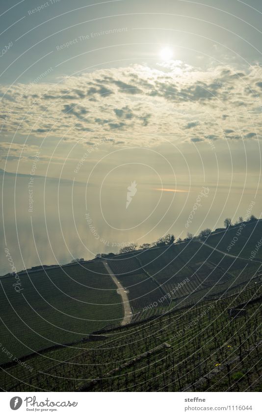 layers Landscape Sky Clouds Sun Spring Winter Beautiful weather Hill Coast Lakeside Vacation & Travel Switzerland Lausanne Lake Geneva Vineyard Colour photo