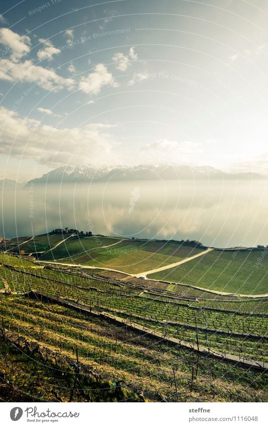 recreation Nature Landscape Sky Sunlight Spring Beautiful weather Mountain Alps Lake Lake Geneva Lausanne Switzerland Vacation & Travel Relaxation Vineyard Wine